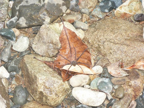 128- Araignee sur une feuille 